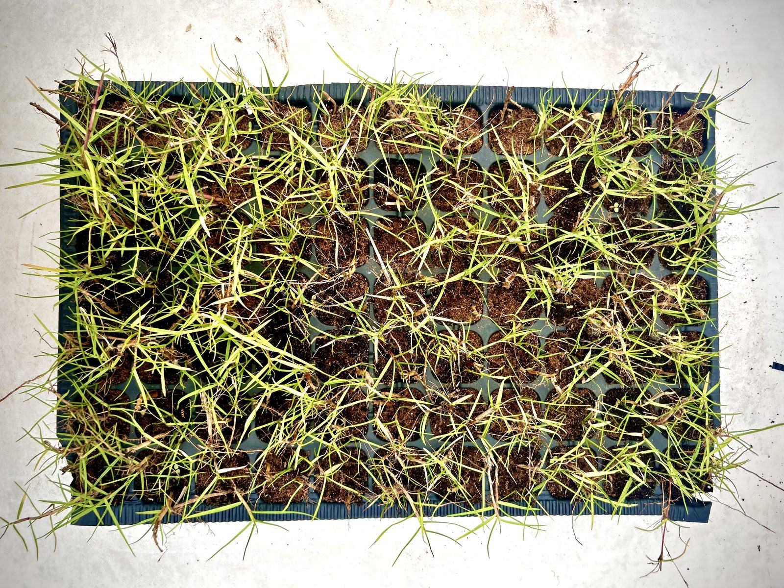 Plaque alvéolaire de 77 plants de gazon Paspalum vaginatum vue de dessus, plants enracinés, pépinière Belkora au Maroc