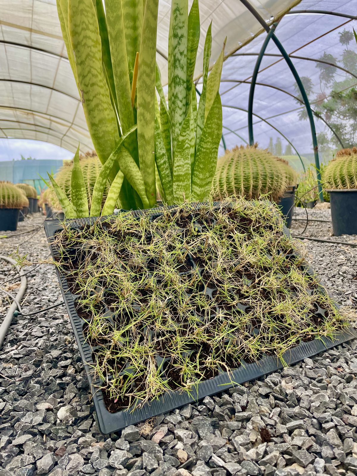 Plaque de gazon Paspalum vaginatum en plateau cultivée sous serre, prête au départ, pépinière Belkora au Maroc